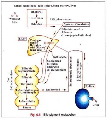 Bile Pigment Metabolism