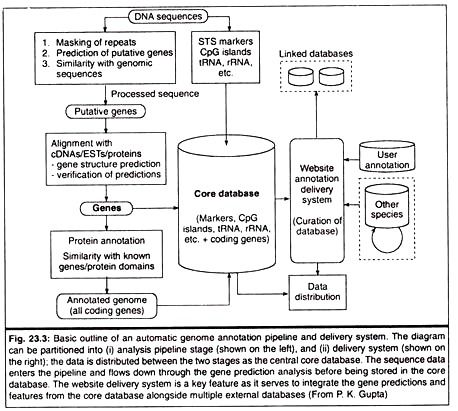 Basic Outline of an Automatic Genome