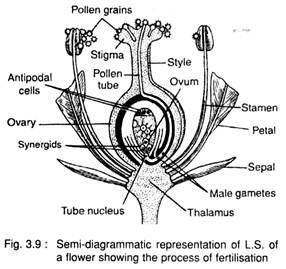 L.S. of a Flower