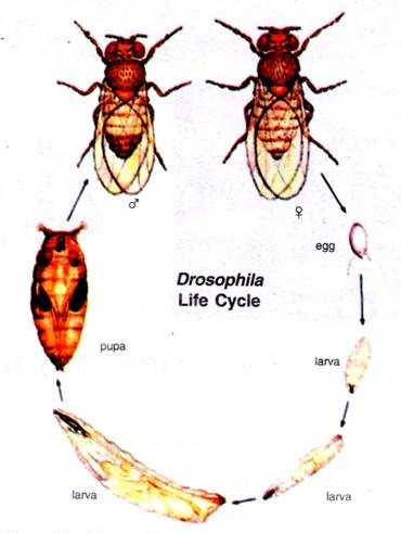 Drosophila: The organism that unravelled mysteries of genetics