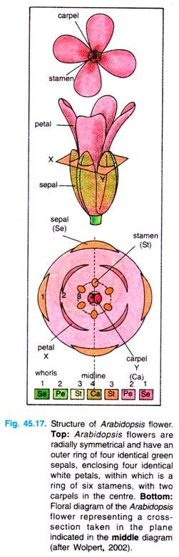 Structure of Arabidopsis flower