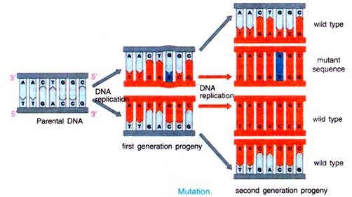 Mutation 