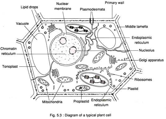 Typical Plant Cell