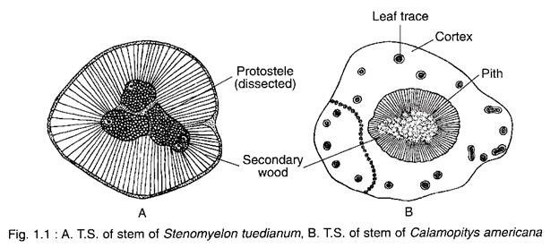 A. T.S of Stem of Stenomyelon Tuedianum, B. T.S. of Stem of Calamopitys Americana 