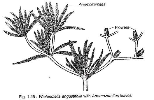 Wielandiella Angustifilia with Anomozamites Leaves