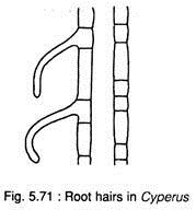 Root Hairs in Cyperus