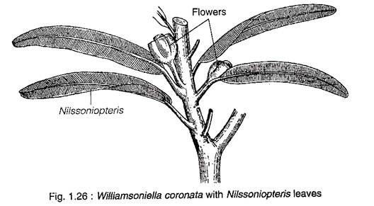 Williamsoniella Coronata with Nilssoniopteris Leaves 