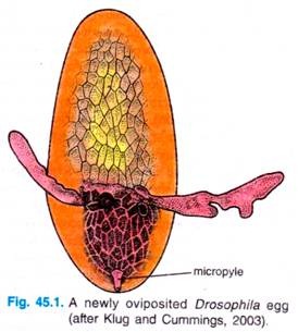 A newly ovipoited Drosophila egg