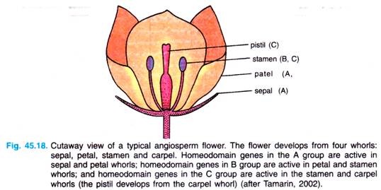 Cutaway view of a typical angiosperm flower