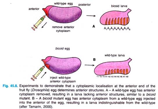 Experiments to Demonstrate that a cytoplasmic