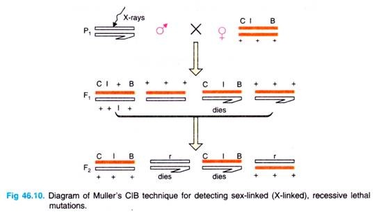Diagram of Muller's CIB techinque for detecting sex-linked