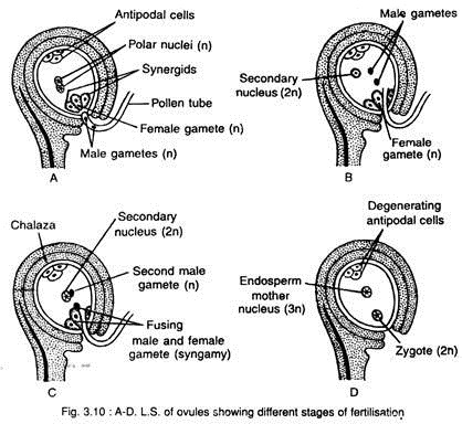 L.S. of Ovules