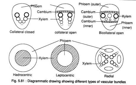 Different Types of Vascular Bundles