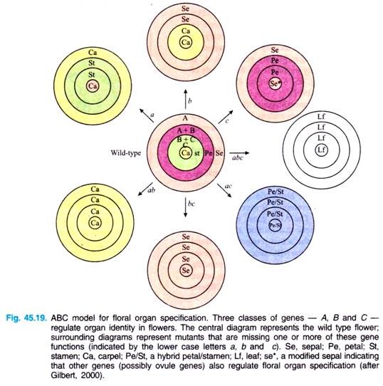 ABC model for floral organ specification