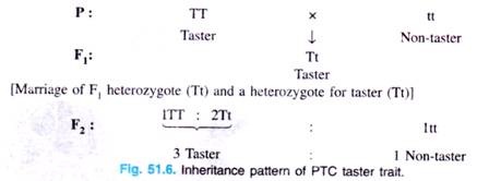 Inheritance pattern of PTC taster trait