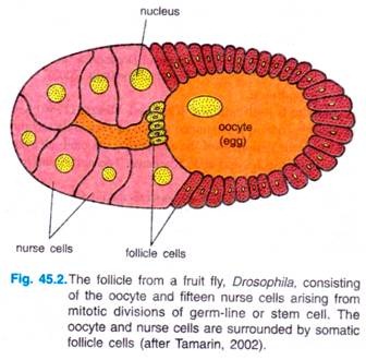 The follicle from a fruit fly