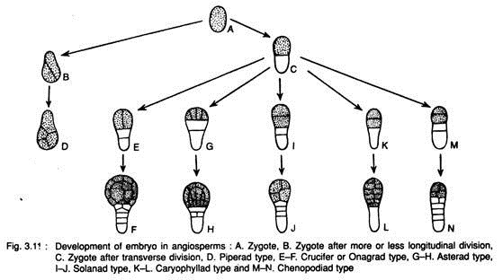 Development of Embryo in Angiosperms