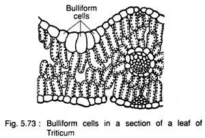 Bulliform Cells in a Section of a Leaf of Triticum
