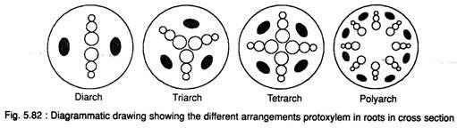 Different Arrangements Protoxylem in Roots 