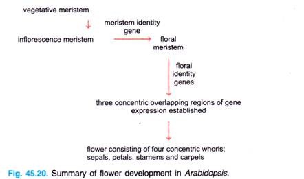Summary of flower development in Arabidopsis