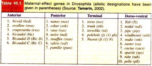 Maternal - effect genes in Drosophila