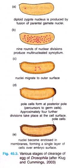 Various stages of clearage of egg of Drosophila