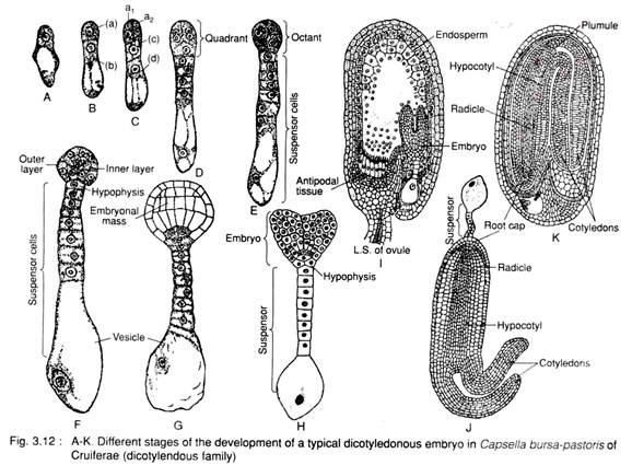 Different Stages of the Development of a Typical Dicotyledonous Embryo