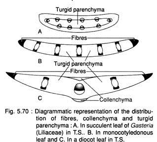 Distribution of Fibres, Collenchyma and Turgid Parenchyma