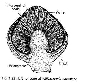 L.S. of Cone of Williamsonia Harrislana 