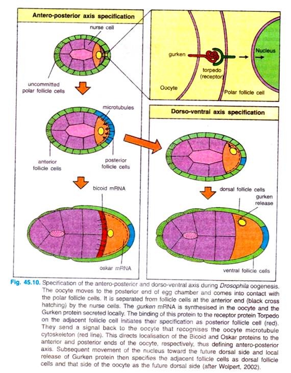 Specification of the Antero-posterior and Dorso-ventral Axis