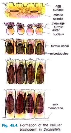 Formation of the cellular blastoderm in Drosophila