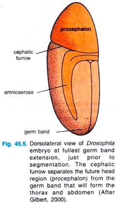 Drosophila embryo at fullest germ band extension