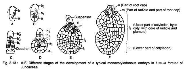 Different Stages of the Development