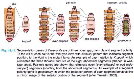 Segmentation genes of Drosophila
