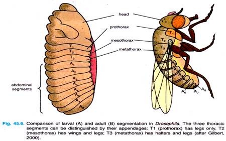 Comparison of lrval and adult segmentation in Drosophila