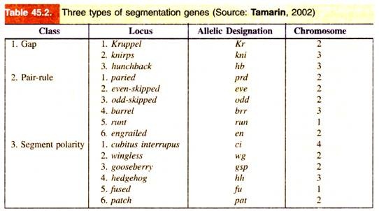 Three types of segmentation genes