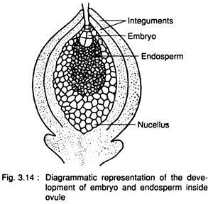 Development of Embryo and Endosperm Inside Ovule