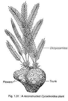 A Reconstructed Cycadeoidea Plant 