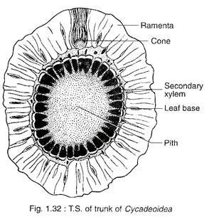 T.S. of Trunck of Cycadeoidea 