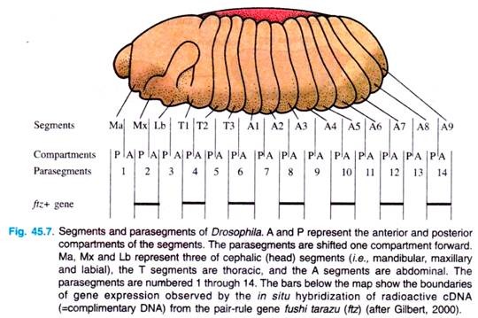 Segments and parasegments of Drosophila