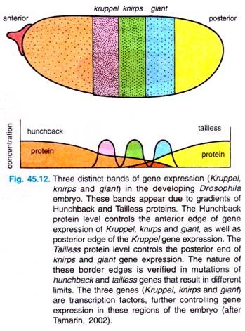 Three distinct bands of gene expression
