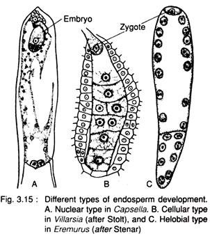 Different Types of Endosperm Development