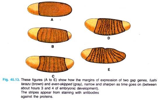 The Margins of Expression of two gap genes