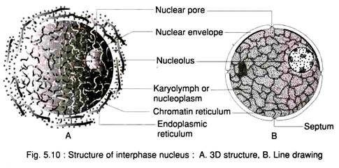 Structure of Interphase Nucleus