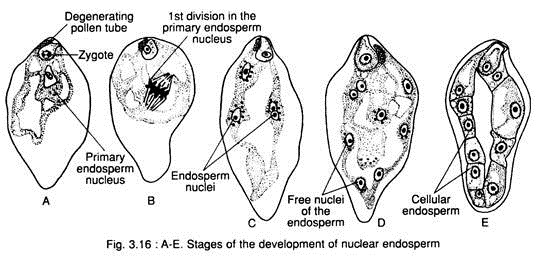 Stages of the Development of Nuclear Endosperm