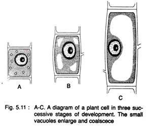 Plant Cell in Three Successive Stages of Development