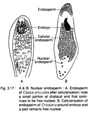 Nuclear Endosperm