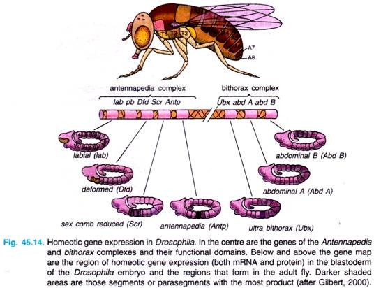 Homeotic gene expression in Drosophila