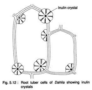 Root Tuber Cells of Dahila