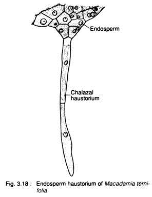 Endosperm Haustorium of Macadamia Ternifolia